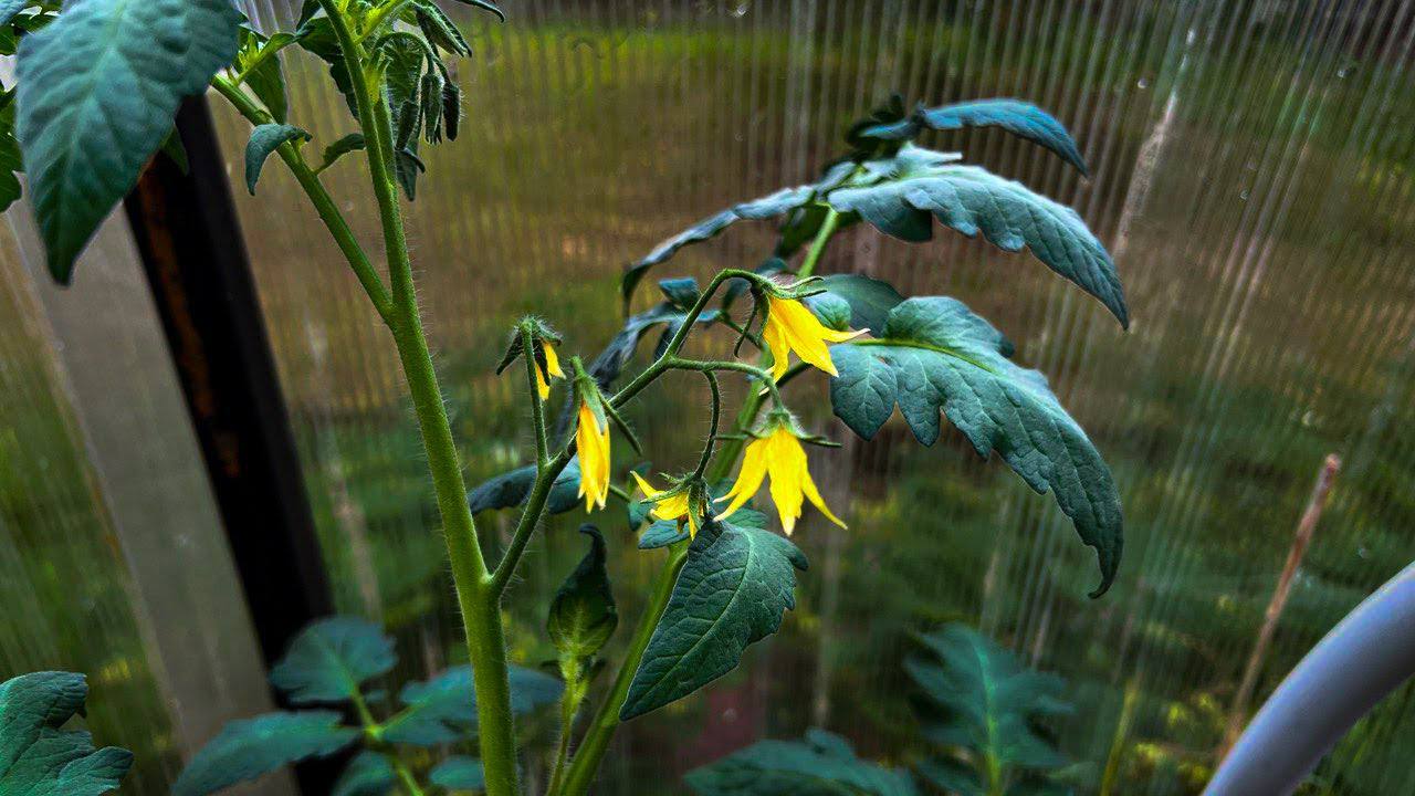 Садівники розповіли, як покращити врожайність дерев за допомогою рибʼячих решток. Фото: скриншот з відео