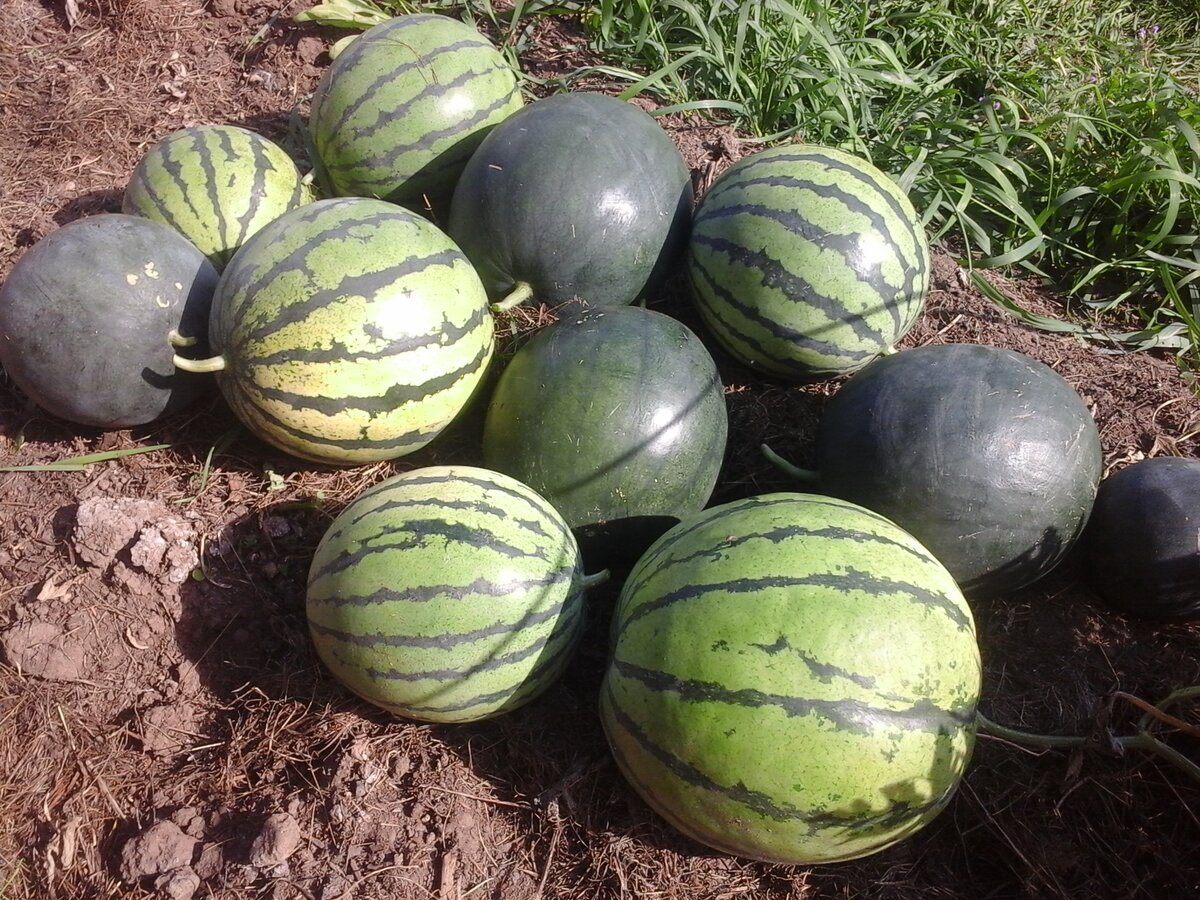 Городники розповіли, як правильно підживлювати дині та кавуни. Фото: скріншот з відео 