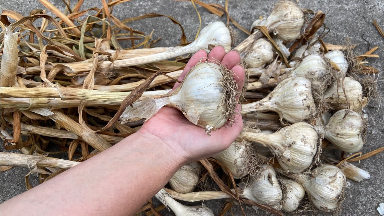 Городники розповіли, чим підживити часник для великої голівки. Фото: скриншот з відео