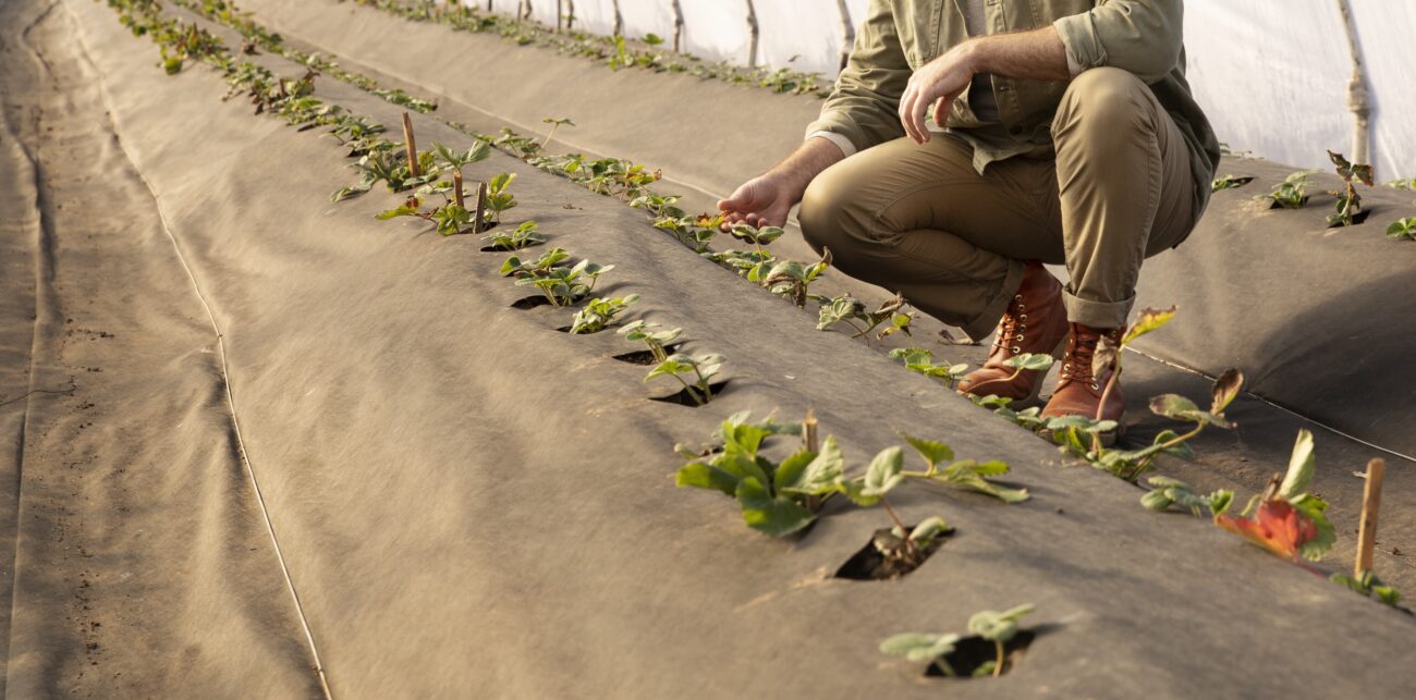 Городники розповіли, для чого потрібні різні сторони агроволокна. Фото: Freepik