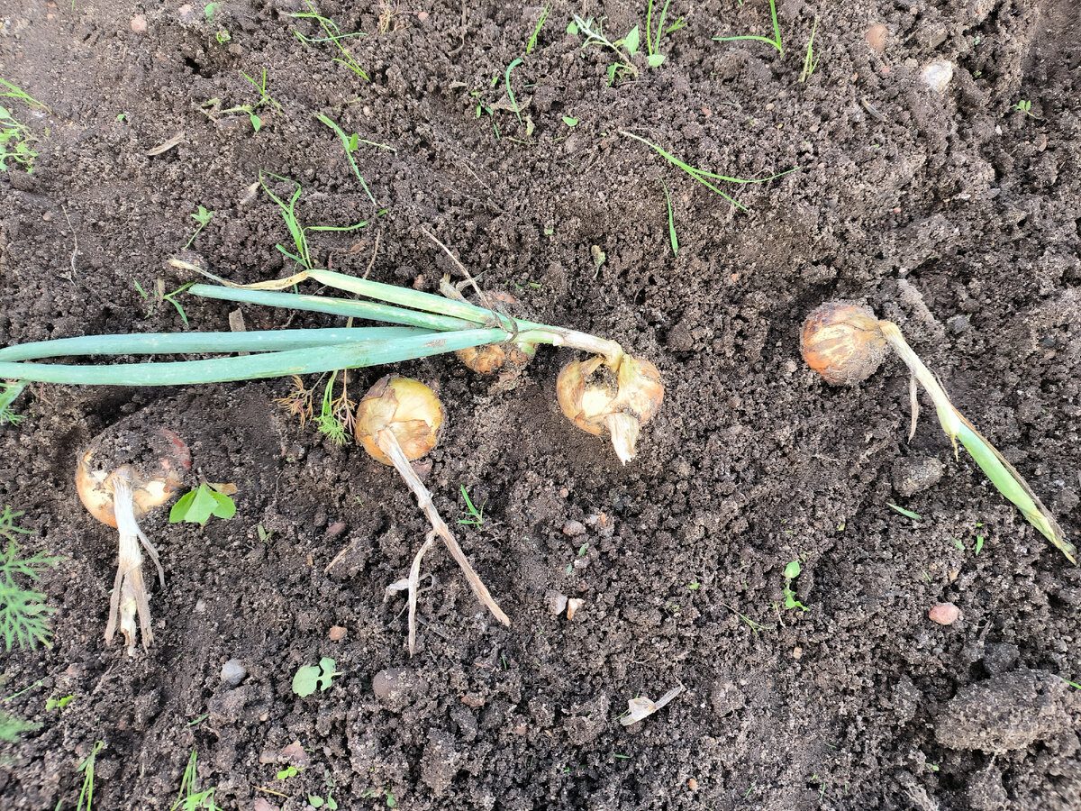Городники розповіли, що робити, якщо на грядках жовтіє цибуля. Фото: скріншот з відео 