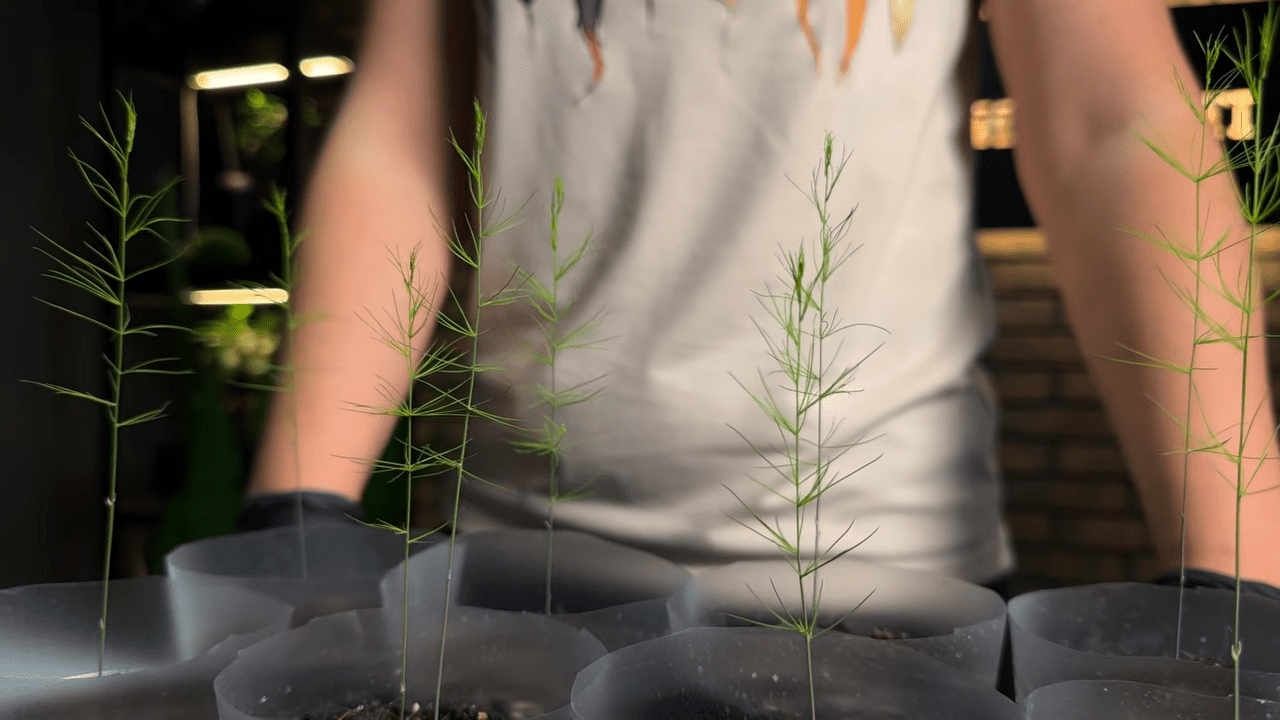 Городники розповіли, як правильно доглядати за спаржею. Фото: YouTube Корисні Корисності