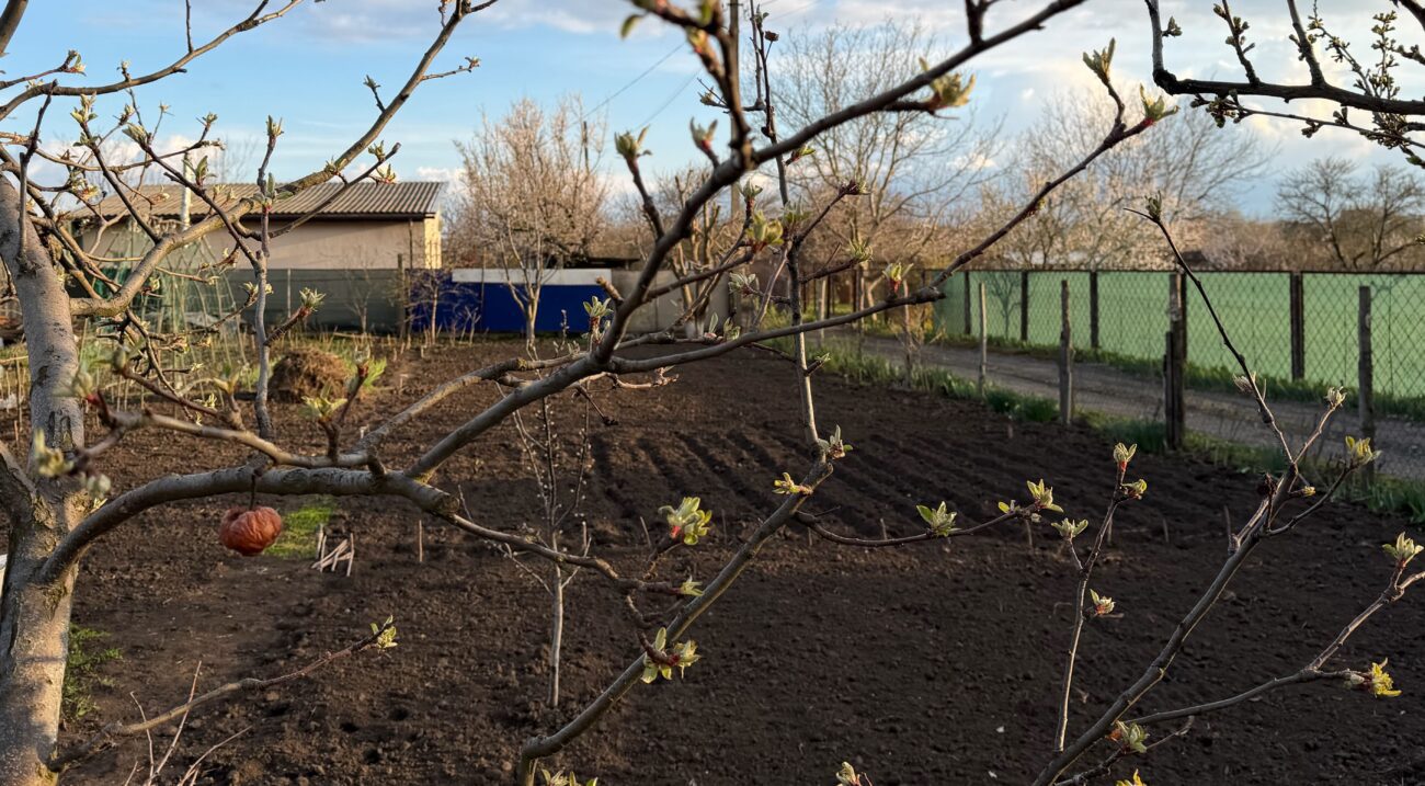Садівники розповіли, як обробити яблуні в чотири етапи для гарного врожаю. Фото: Добрі новини