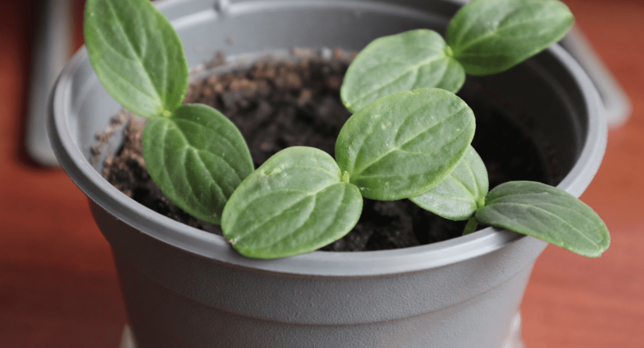 Городники розповіли, як правильно посадити огірки, щоб був ранній урожай Фото: Сенсація