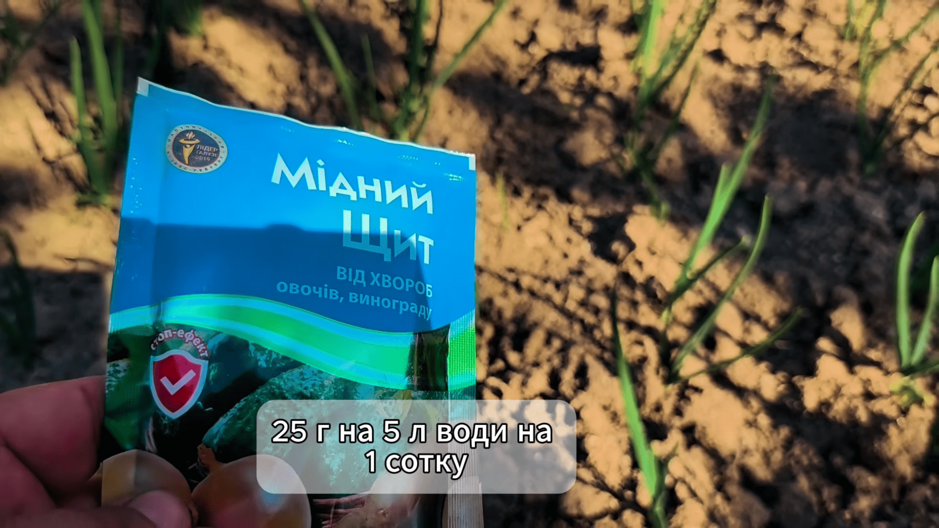 Городники розповіли, як доглядати за озимою цибулею в травні. Фото: YouTube/Моя Дача, Сад, Город та Все Довкола Них