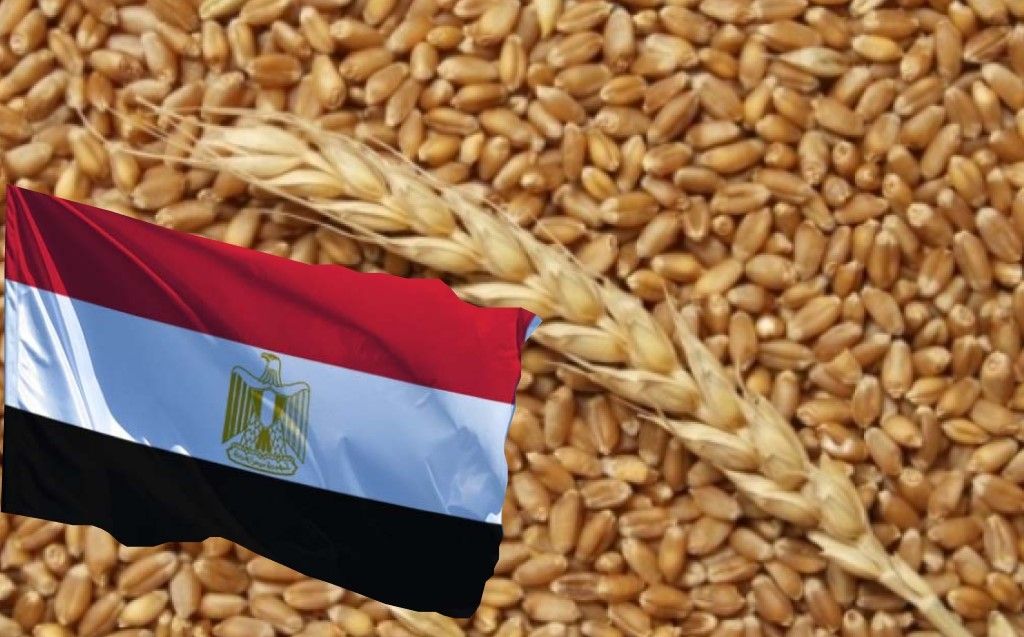 Єгипет може скоротити імпорт пшениці на 23% завдяки рекордному врожаю